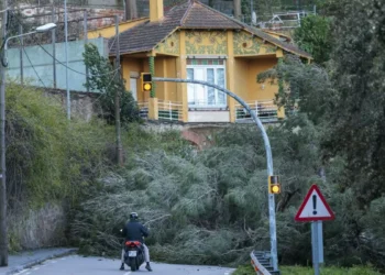 Las caídas de árboles complican la movilidad en vías y carreteras durante el borrasca de viento