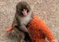 PETA reclama el traslado de Punch, el mono virulento de Japón, afirmando que sufre un trauma