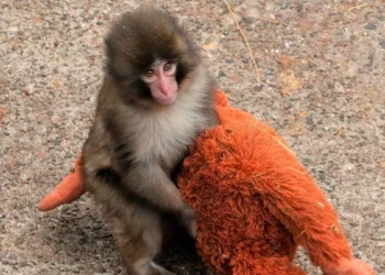 PETA reclama el traslado de Punch, el mono virulento de Japón, afirmando que sufre un trauma