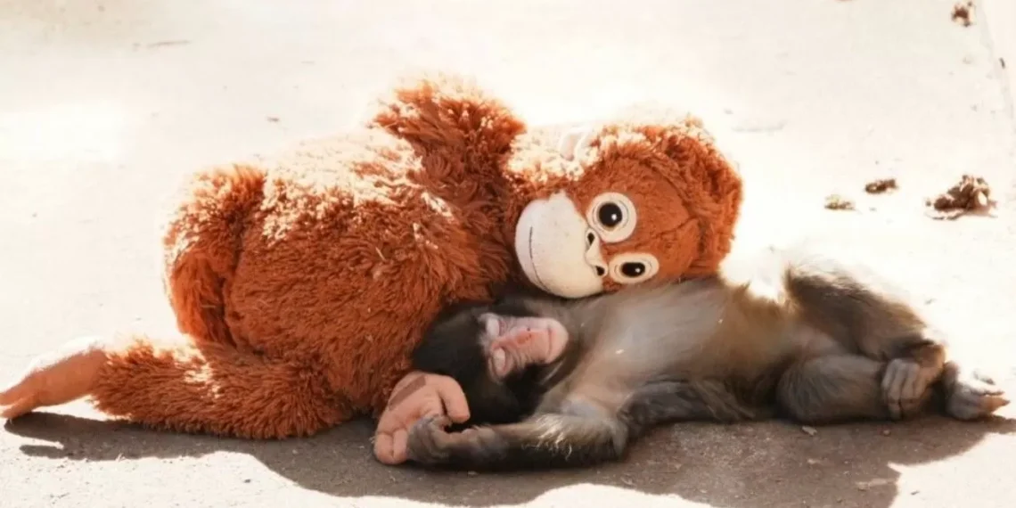 La historia de Punch, el mono bebé huérfano que encuentra consuelo en un terciopelo