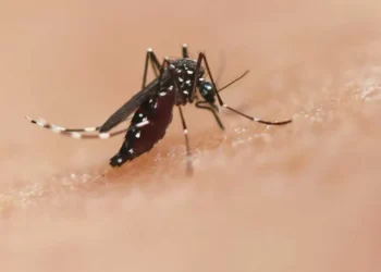 El microbio tropical que amenaza con instalarse en Europa por el cambio climático